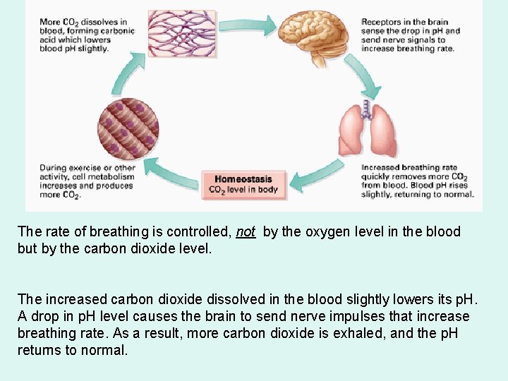The rate of breathing is controlled, not by the oxygen level in the blood