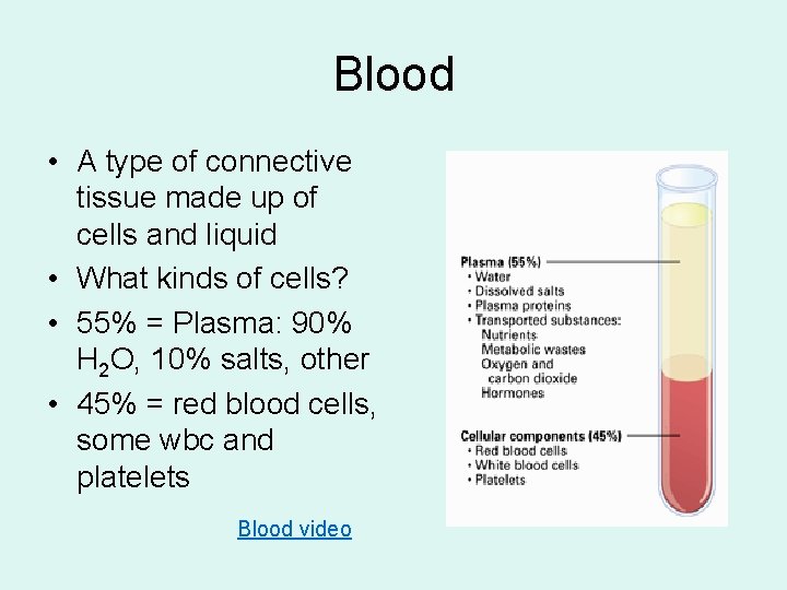 Blood • A type of connective tissue made up of cells and liquid •