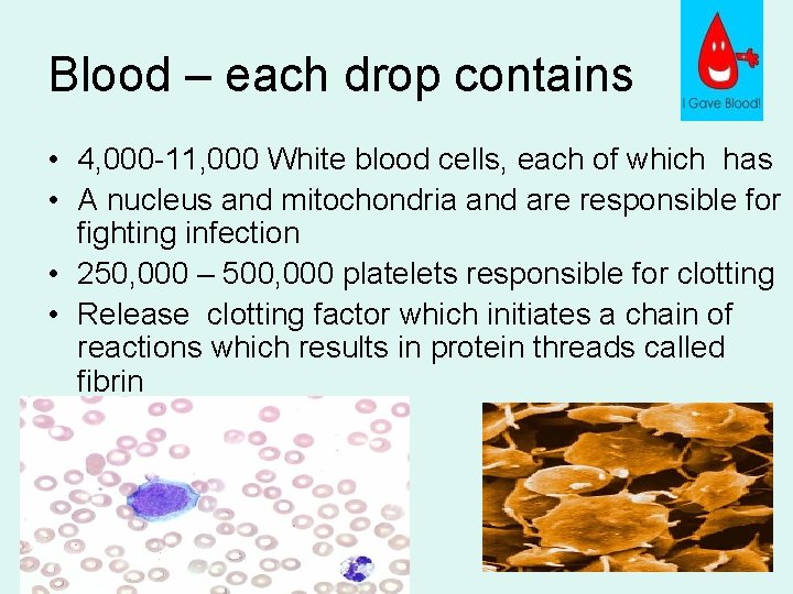 Blood – each drop contains • 4, 000 -11, 000 White blood cells, each