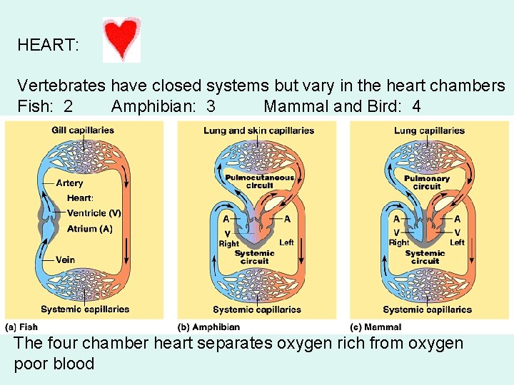 HEART: Vertebrates have closed systems but vary in the heart chambers Fish: 2 Amphibian: