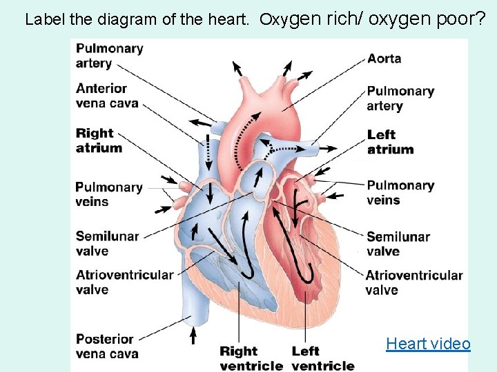 Label the diagram of the heart. Oxygen rich/ oxygen poor? Heart video 