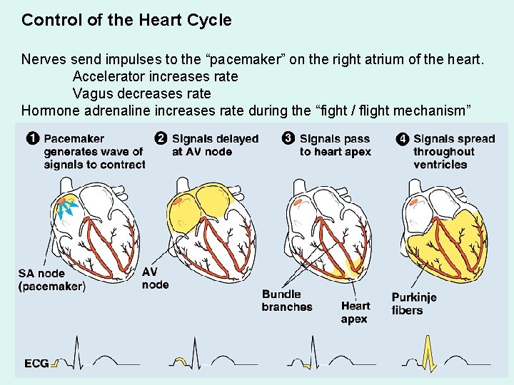 Control of the Heart Cycle Nerves send impulses to the “pacemaker” on the right