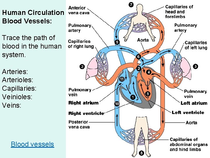 Human Circulation Blood Vessels: Trace the path of blood in the human system. Arteries: