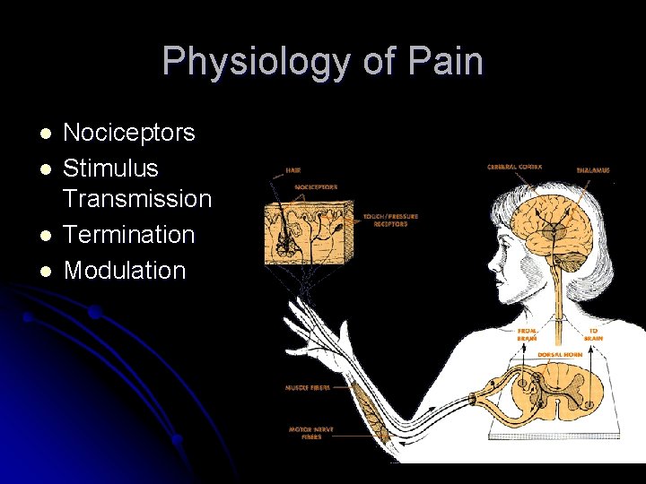 Physiology of Pain l l Nociceptors Stimulus Transmission Termination Modulation Physiology of Pain l l Nociceptors Stimulus Transmission Termination Modulation