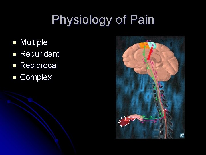 Physiology of Pain l l Multiple Redundant Reciprocal Complex Physiology of Pain l l Multiple Redundant Reciprocal Complex