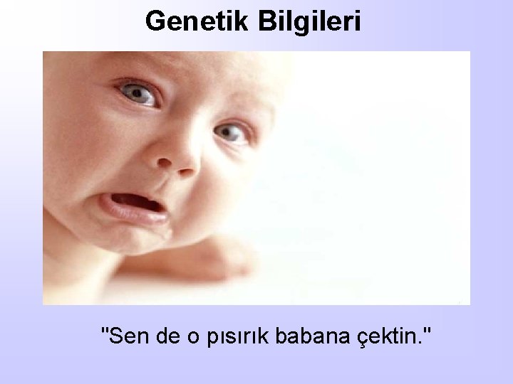 Genetik Bilgileri "Sen de o pısırık babana çektin. " 