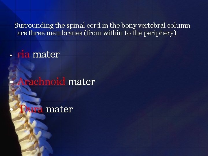 Surrounding the spinal cord in the bony vertebral column are three membranes (from within