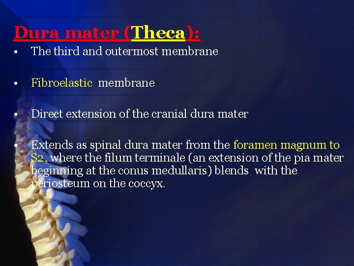 Dura mater (Theca): • The third and outermost membrane • Fibroelastic membrane • Direct
