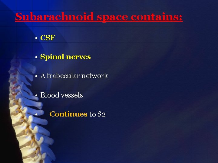 Subarachnoid space contains: • CSF • Spinal nerves • A trabecular network • Blood