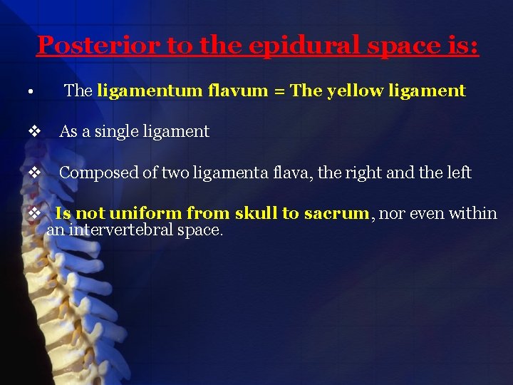 Posterior to the epidural space is: • The ligamentum flavum = The yellow ligament
