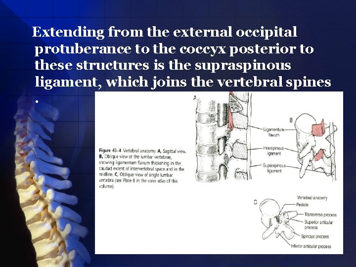 Extending from the external occipital protuberance to the coccyx posterior to these structures is