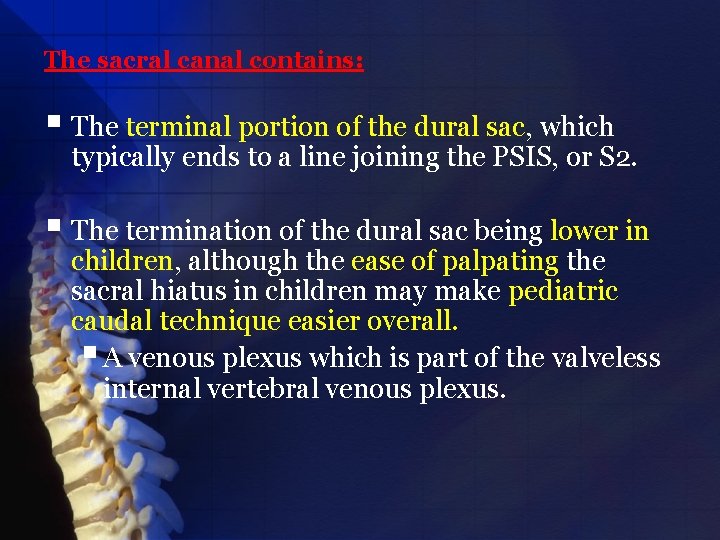 The sacral canal contains: § The terminal portion of the dural sac, which typically