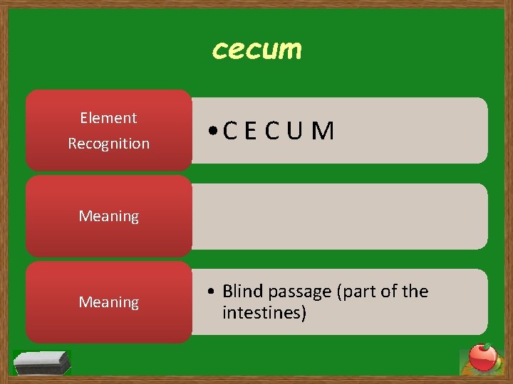 cecum Element Recognition • C E C U M Meaning • Blind passage (part