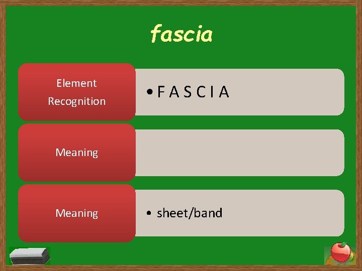 fascia Element Recognition • F A S C I A Meaning • sheet/band 