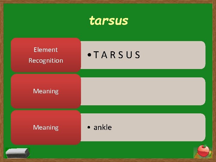 tarsus Element Recognition • T A R S U S Meaning • ankle 