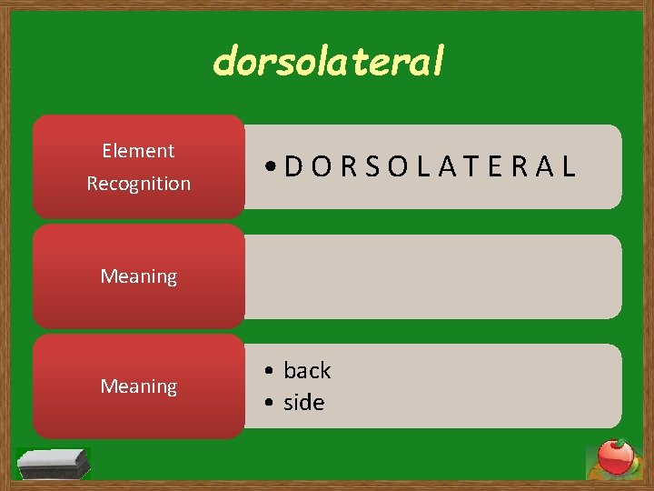 dorsolateral Element Recognition • D O R S O L A T E R