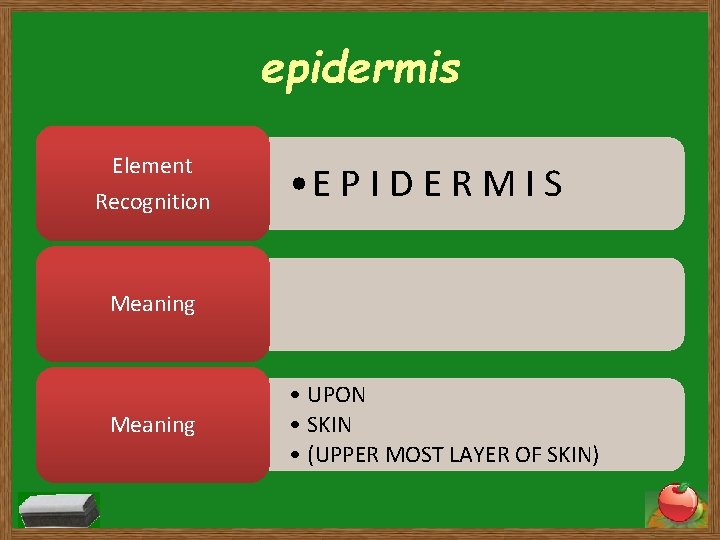 epidermis Element Recognition • E P I D E R M I S Meaning