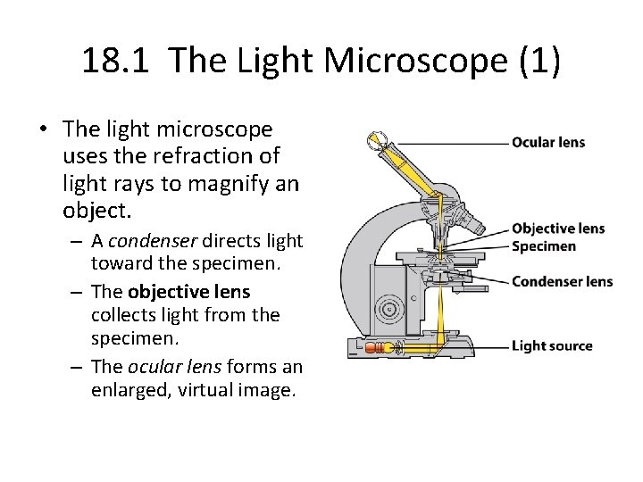 Refraction In Microscope CHAPTER 18 Techniques in Cell and Molecular Biology