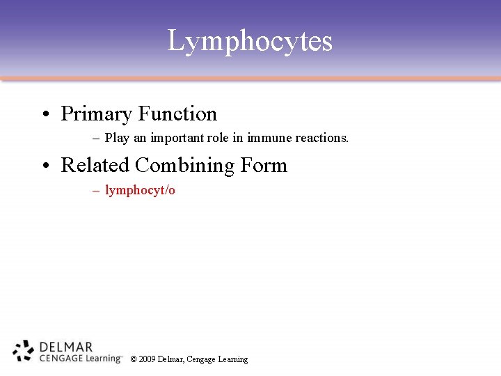 Lymphocytes • Primary Function – Play an important role in immune reactions. • Related