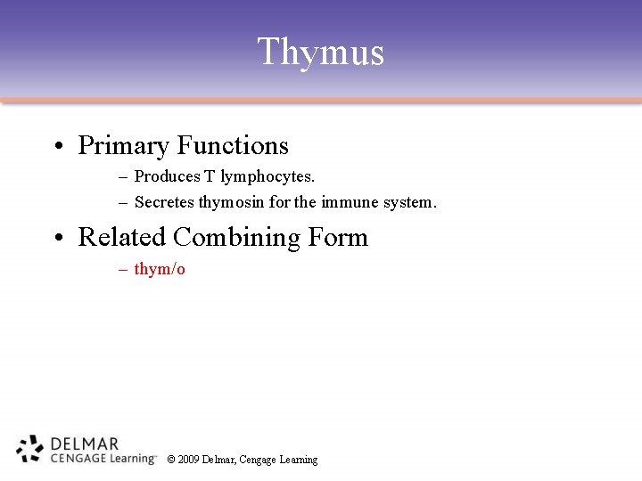 Thymus • Primary Functions – Produces T lymphocytes. – Secretes thymosin for the immune