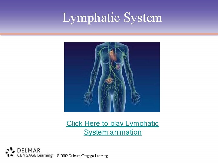 Lymphatic System Click Here to play Lymphatic System animation © 2009 Delmar, Cengage Learning