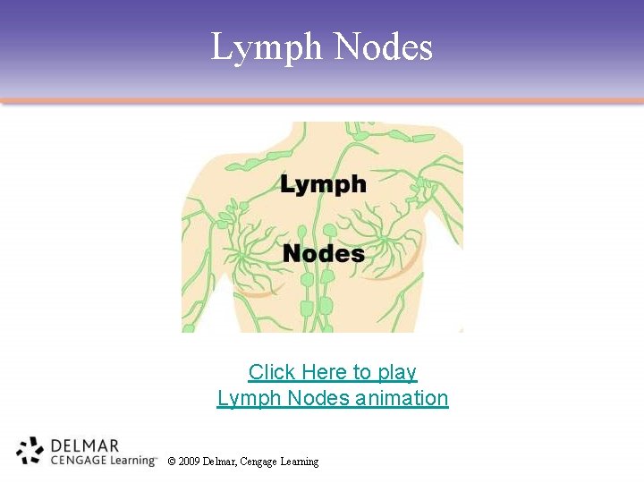 Lymph Nodes Click Here to play Lymph Nodes animation © 2009 Delmar, Cengage Learning