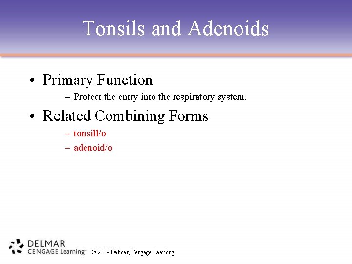 Tonsils and Adenoids • Primary Function – Protect the entry into the respiratory system.