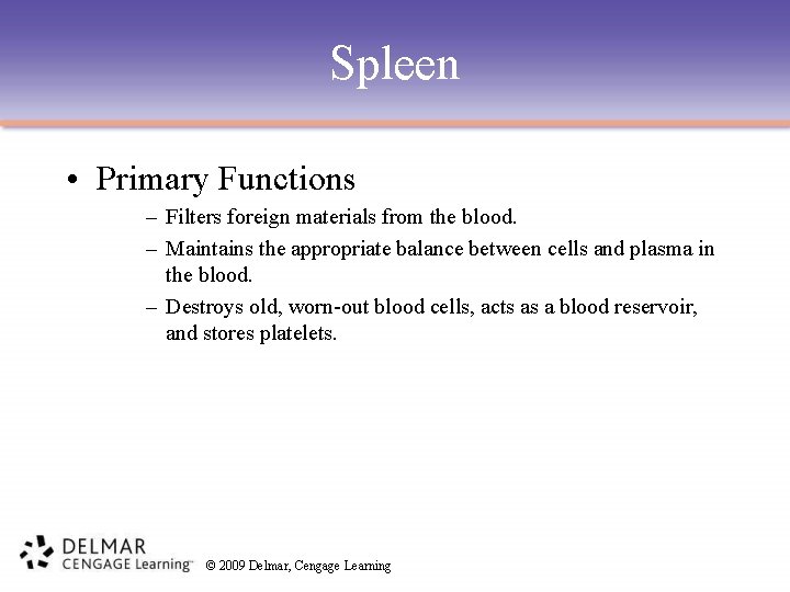 Spleen • Primary Functions – Filters foreign materials from the blood. – Maintains the
