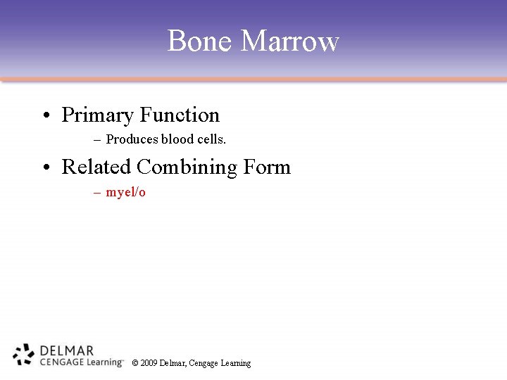 Bone Marrow • Primary Function – Produces blood cells. • Related Combining Form –