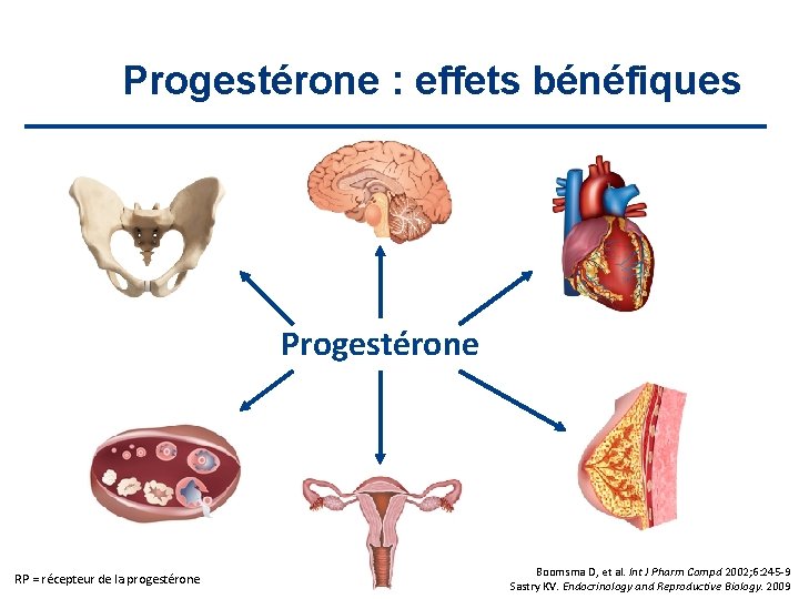 Progestérone : effets bénéfiques Progestérone RP = récepteur de la progestérone Boomsma D, et