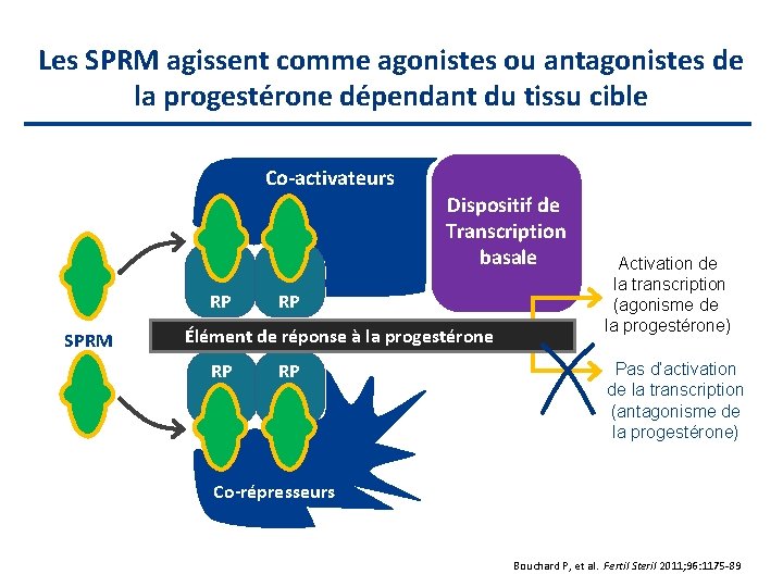 Les SPRM agissent comme agonistes ou antagonistes de la progestérone dépendant du tissu cible