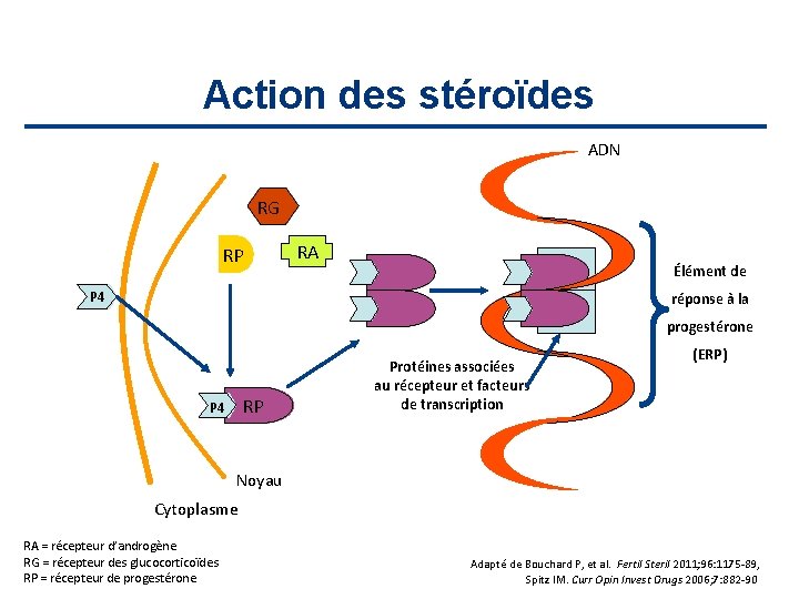 Action des stéroïdes ADN RG RP RA Élément de P 4 réponse à la