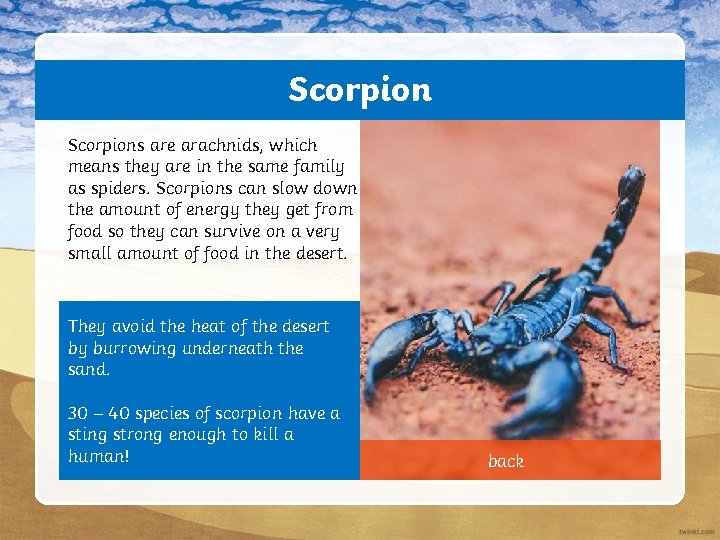 Scorpions are arachnids, which means they are in the same family as spiders. Scorpions