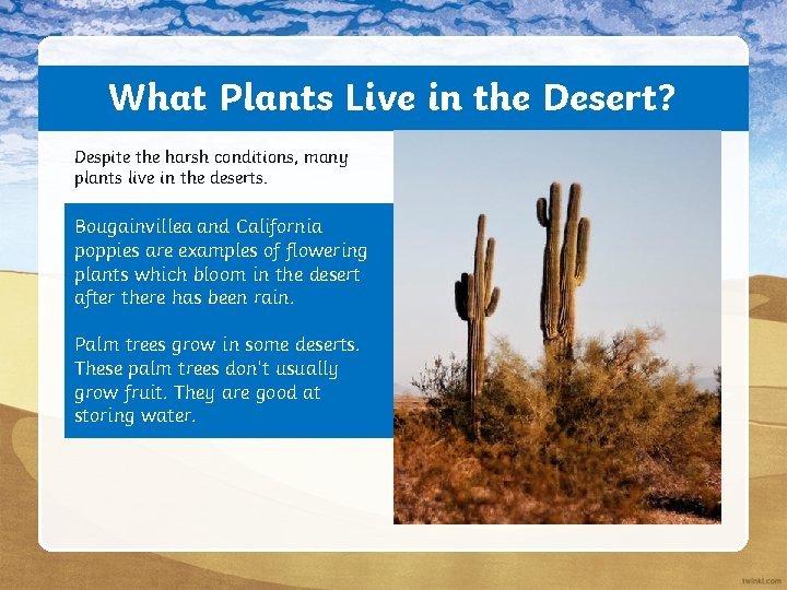 What Plants Live in the Desert? Despite the harsh conditions, many plants live in