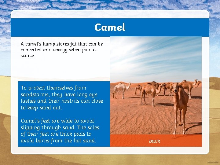 Camel A camel’s hump stores fat that can be converted into energy when food