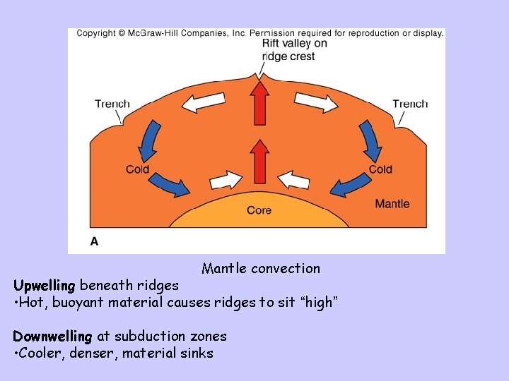 Mantle convection Upwelling beneath ridges • Hot, buoyant material causes ridges to sit “high”