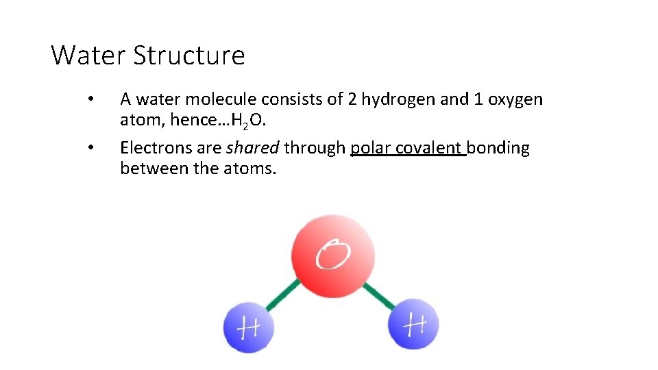 Water Structure • • A water molecule consists of 2 hydrogen and 1 oxygen