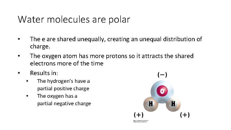 Water molecules are polar The e are shared unequally, creating an unequal distribution of