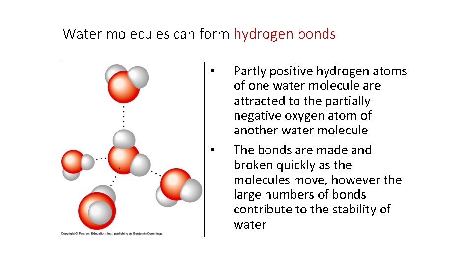 Water molecules can form hydrogen bonds • • Partly positive hydrogen atoms of one