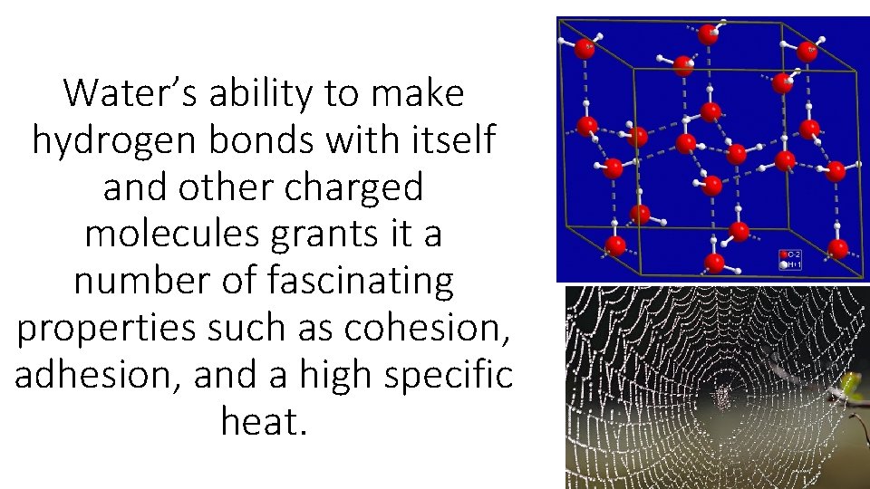 Water’s ability to make hydrogen bonds with itself and other charged molecules grants it