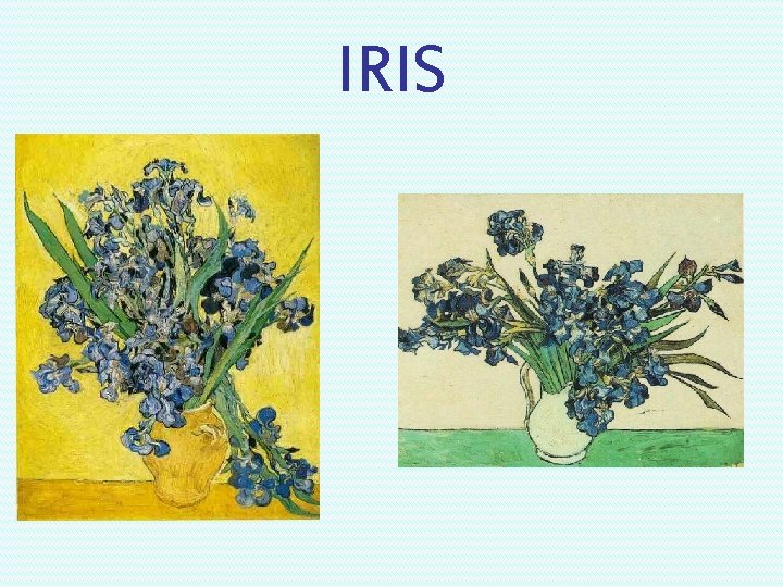 IRIS 