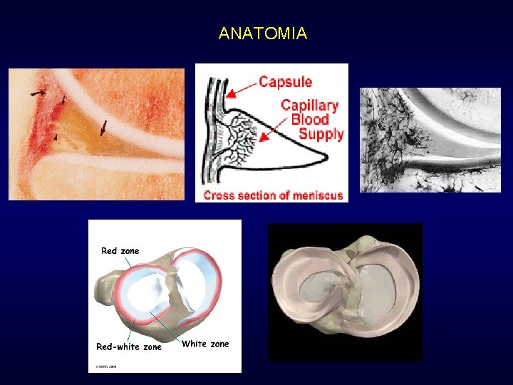 ANATOMIA ANATOMIA