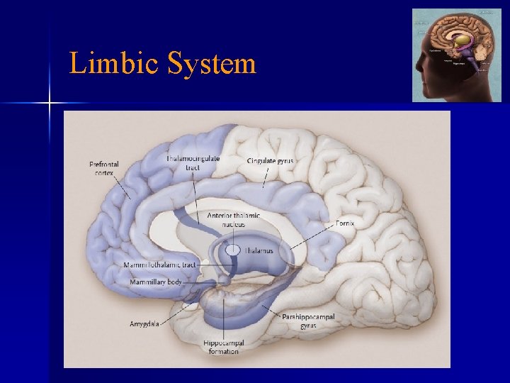 Limbic System 