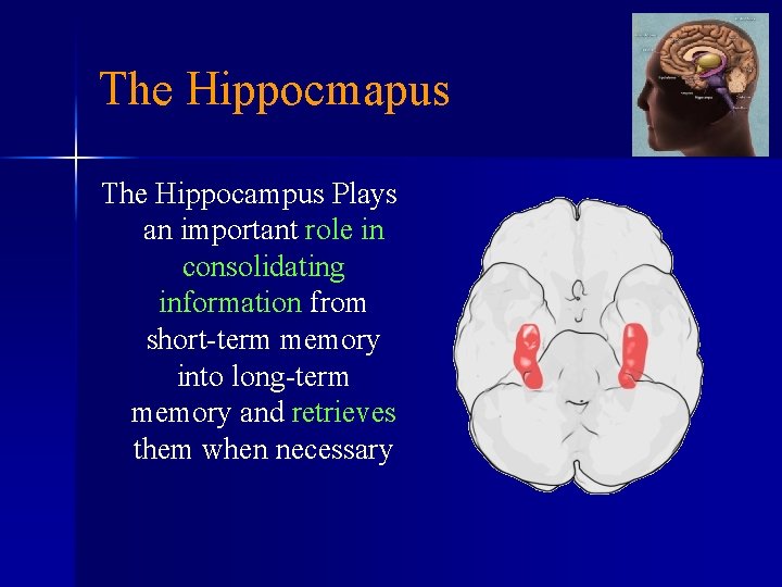 The Hippocmapus The Hippocampus Plays an important role in consolidating information from short-term memory