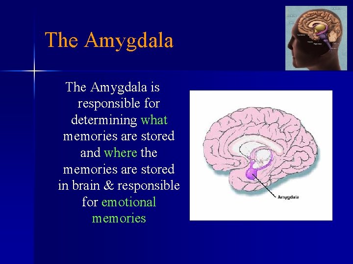 The Amygdala is responsible for determining what memories are stored and where the memories