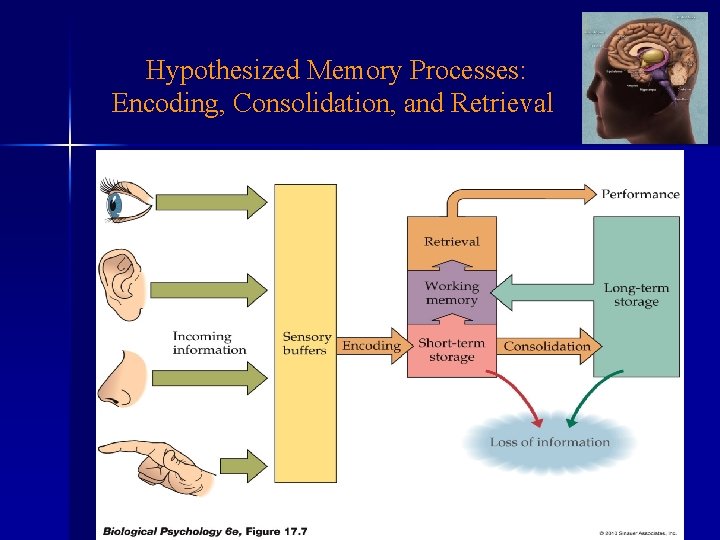  Hypothesized Memory Processes: Encoding, Consolidation, and Retrieval 