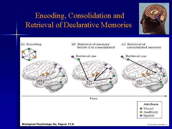  Encoding, Consolidation and Retrieval of Declarative Memories 