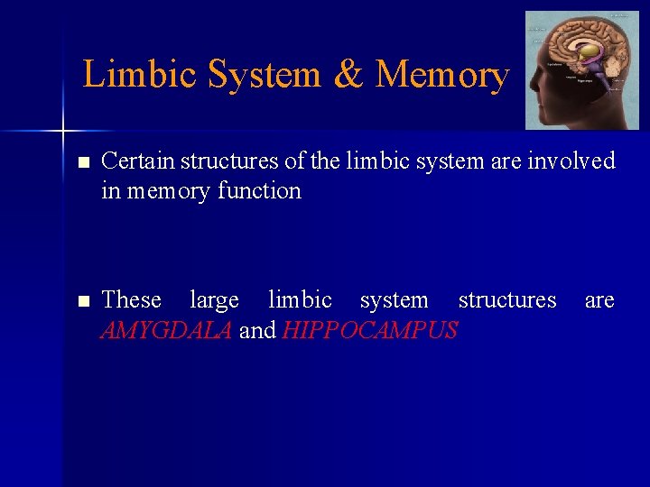 Limbic System & Memory n Certain structures of the limbic system are involved in
