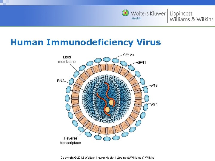Human Immunodeficiency Virus Copyright © 2012 Wolters Kluwer Health | Lippincott Williams & Wilkins