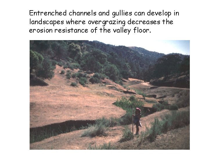 Entrenched channels and gullies can develop in landscapes where overgrazing decreases the erosion resistance